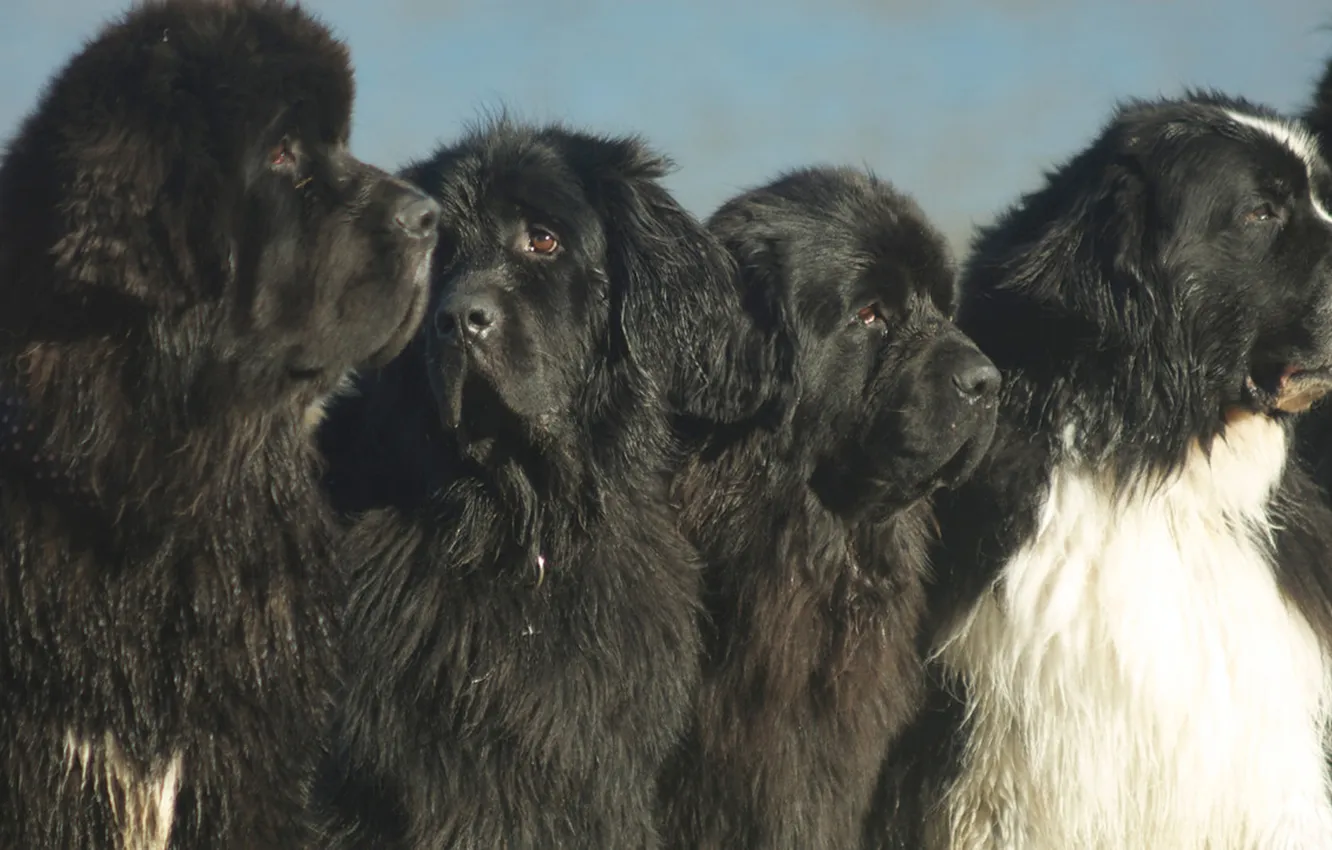 Photo wallpaper black, animal, dogs, newfoundlanders