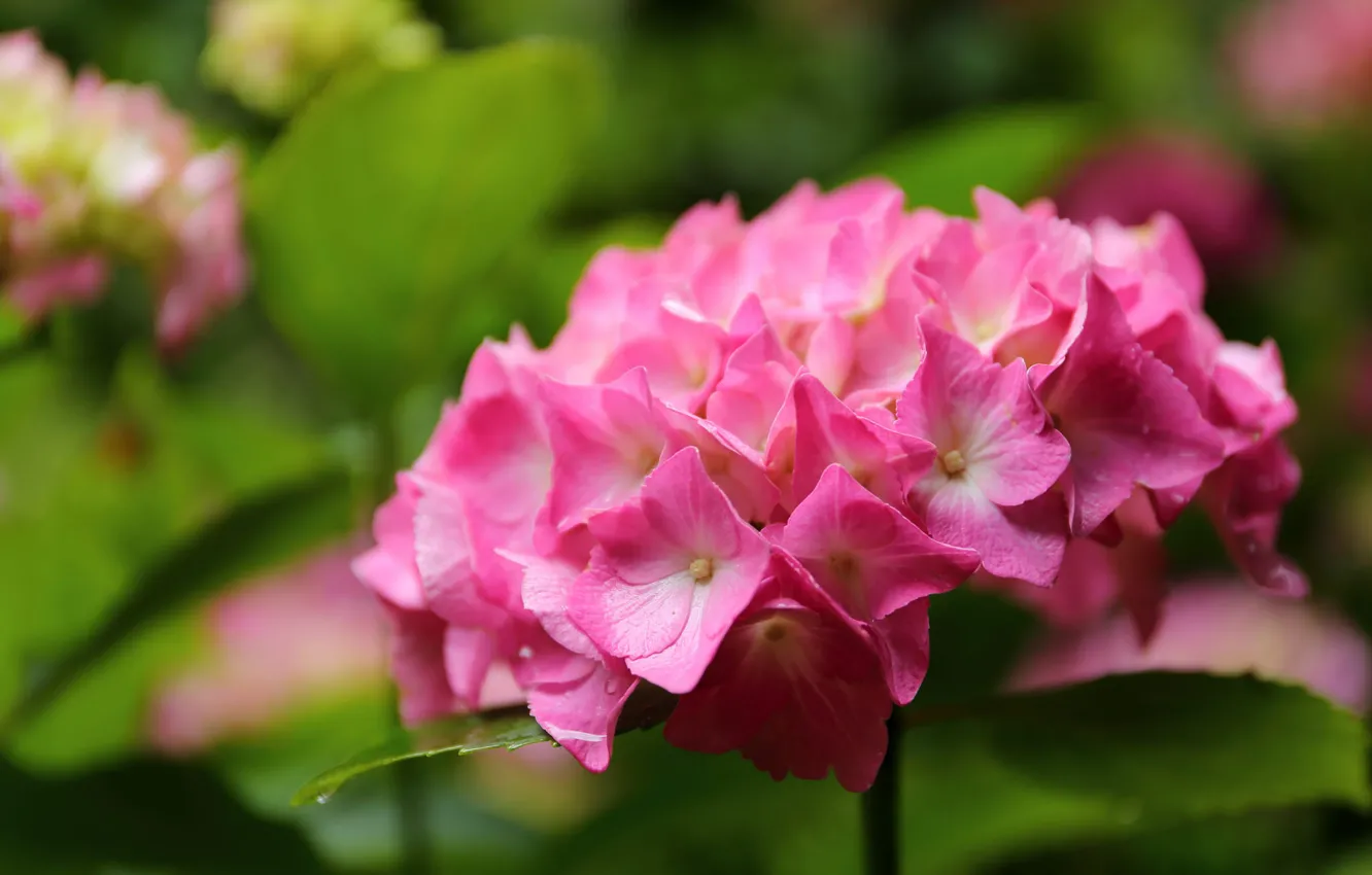 Photo wallpaper macro, hydrangea, inflorescence