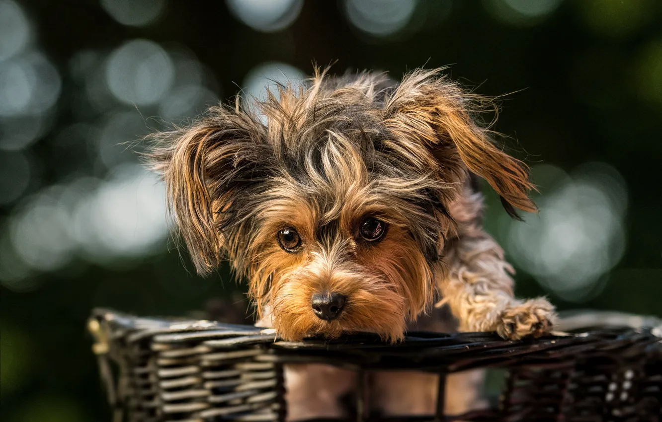 Photo wallpaper glare, background, basket, face, basket, York, doggie, Yorkshire Terrier