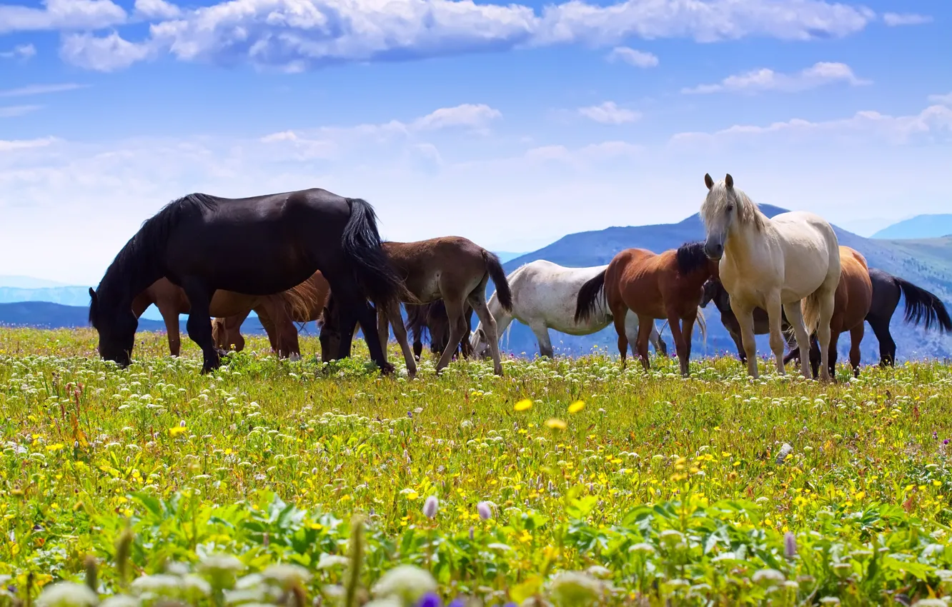 Photo wallpaper field, clouds, mountains, blue, horse, horse, pasture, the herd