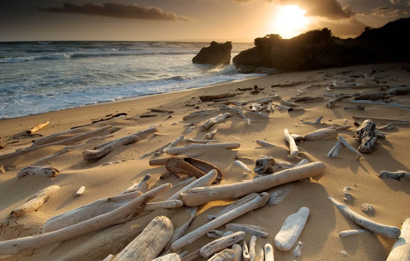 Photo wallpaper beach, stones, coast, UK, driftwood