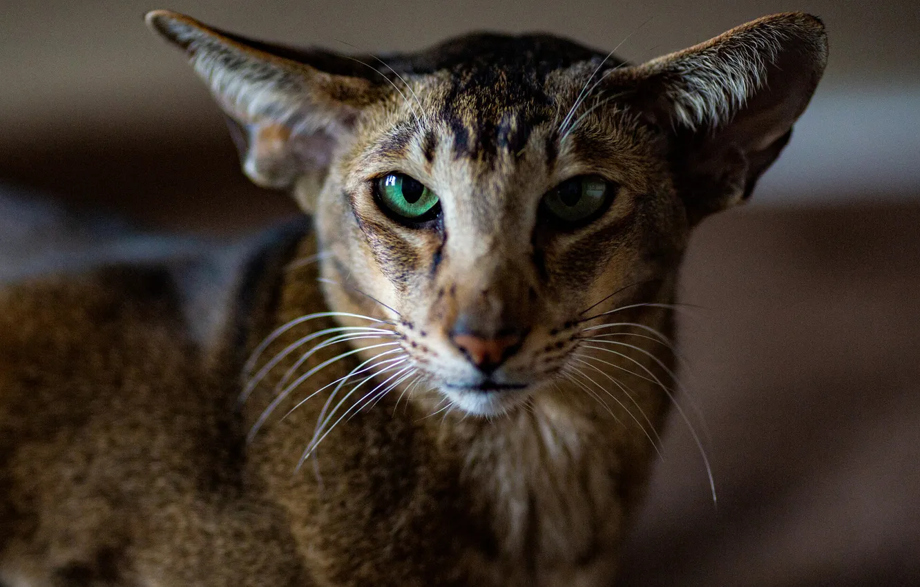 Photo wallpaper Oriental cat, cat, look, portrait, pose, green eyes, face, Oriental