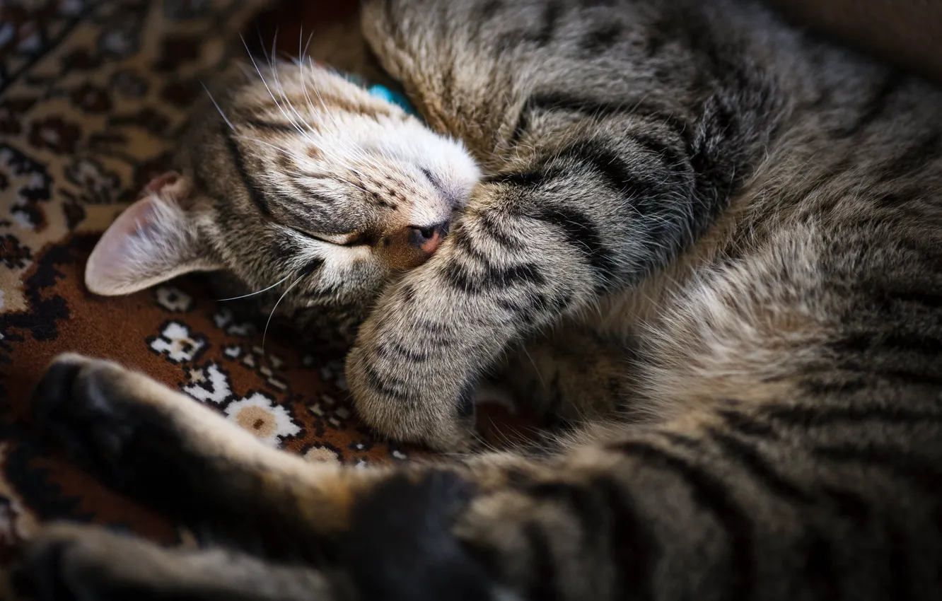 Photo wallpaper cat, cat, comfort, grey, carpet, sleep, legs, sleeping