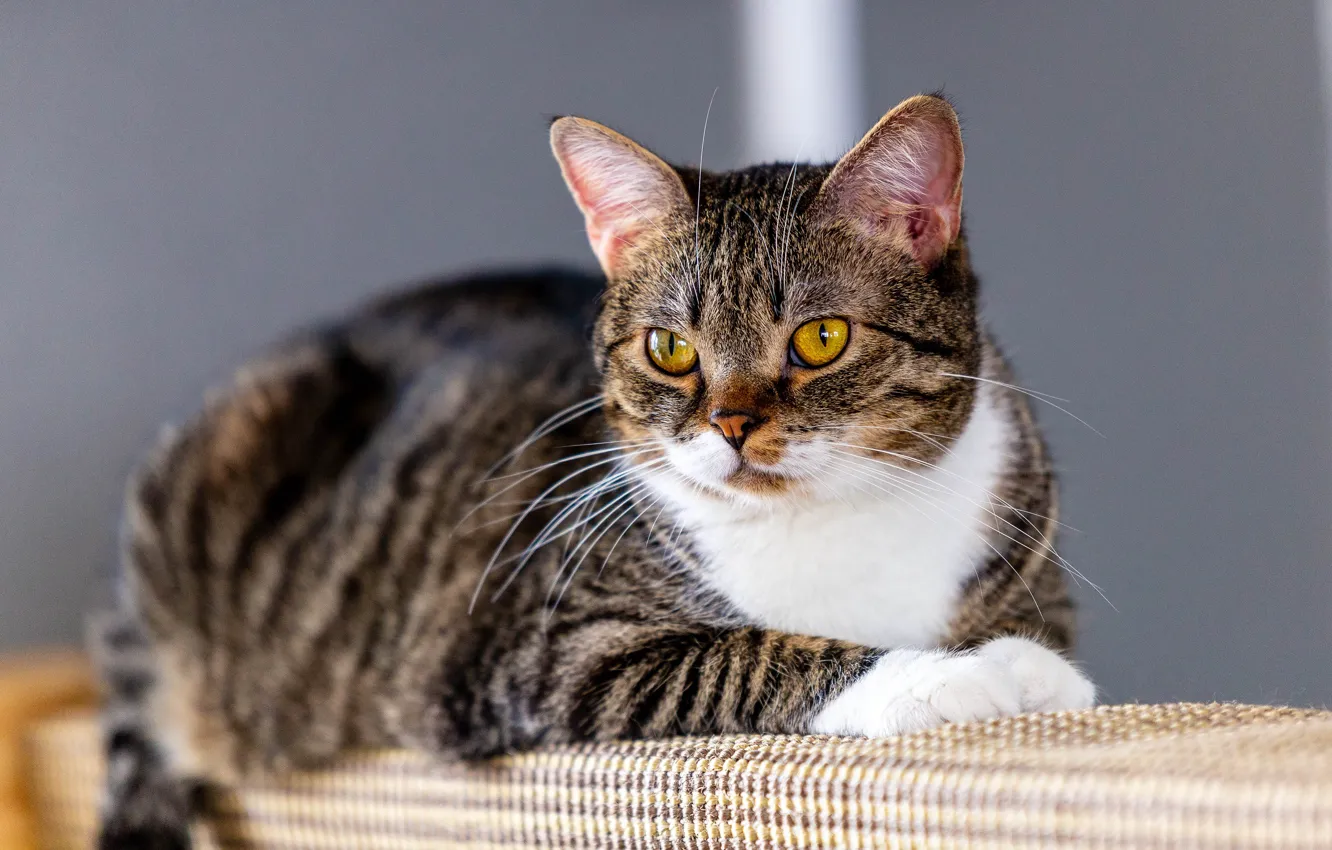 Photo wallpaper cat, cat, look, grey, background, lies, striped, yellow eyes