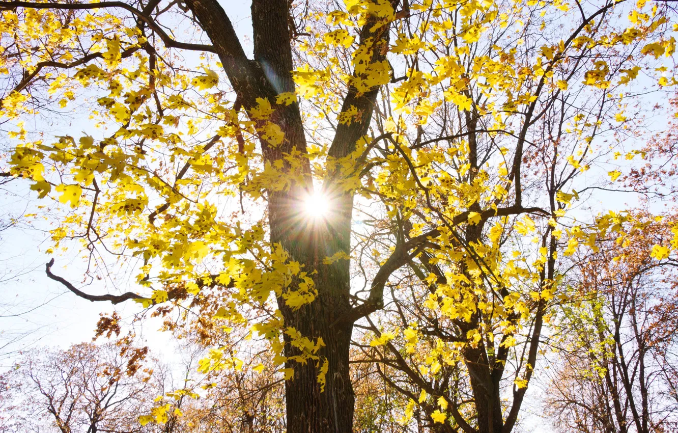 Photo wallpaper autumn, forest, the sun, light, trees, branches, foliage, yellow leaves
