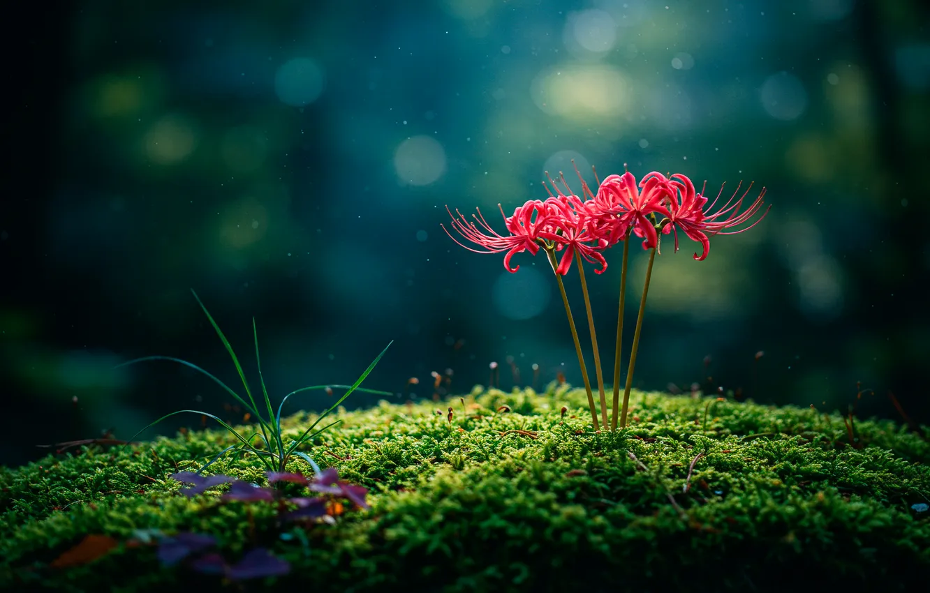 Photo wallpaper macro, flowers, Wallpaper, moss, wallpaper, flowers, macro, bokeh