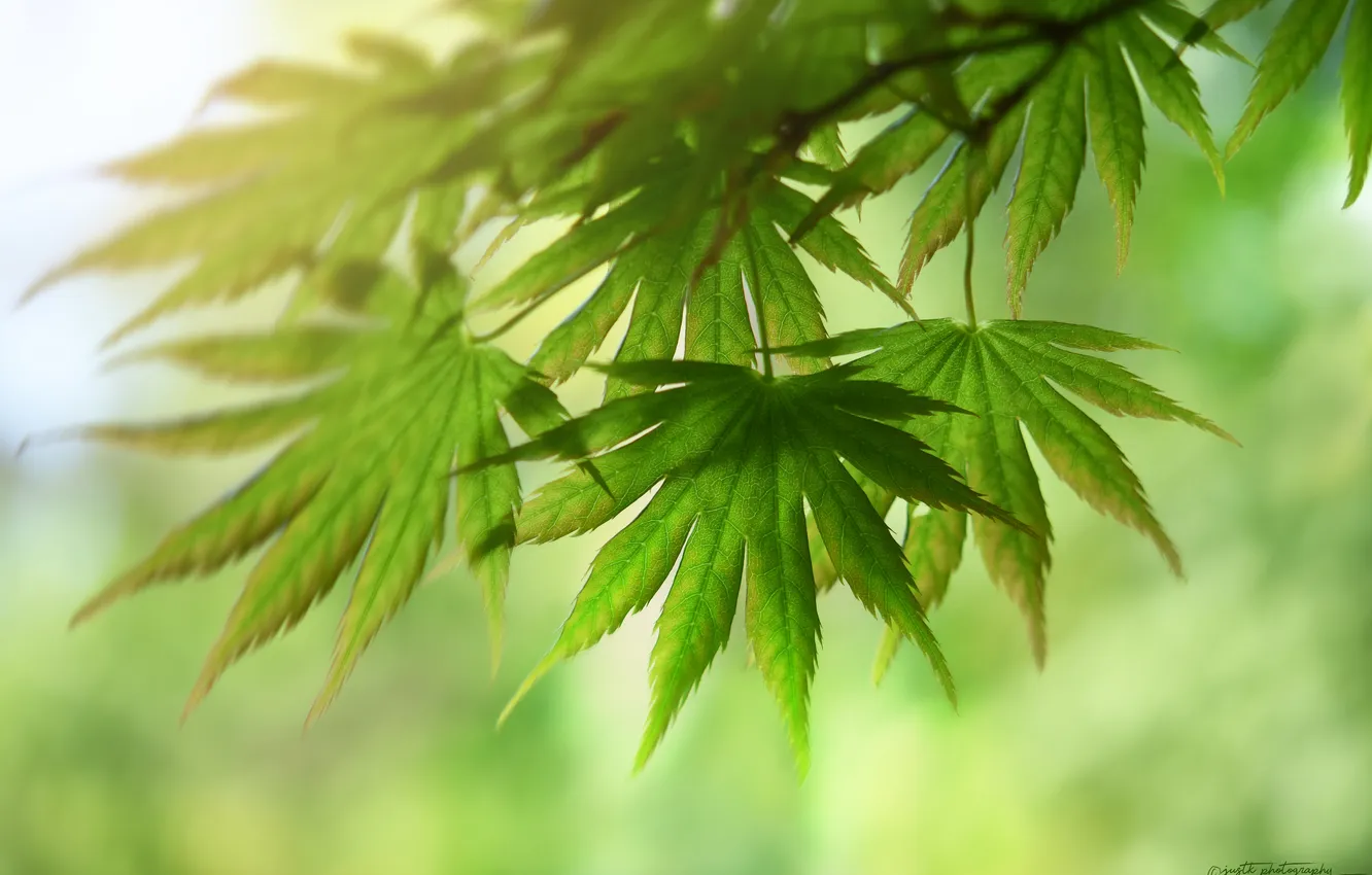 Photo wallpaper leaves, background, Green leaves