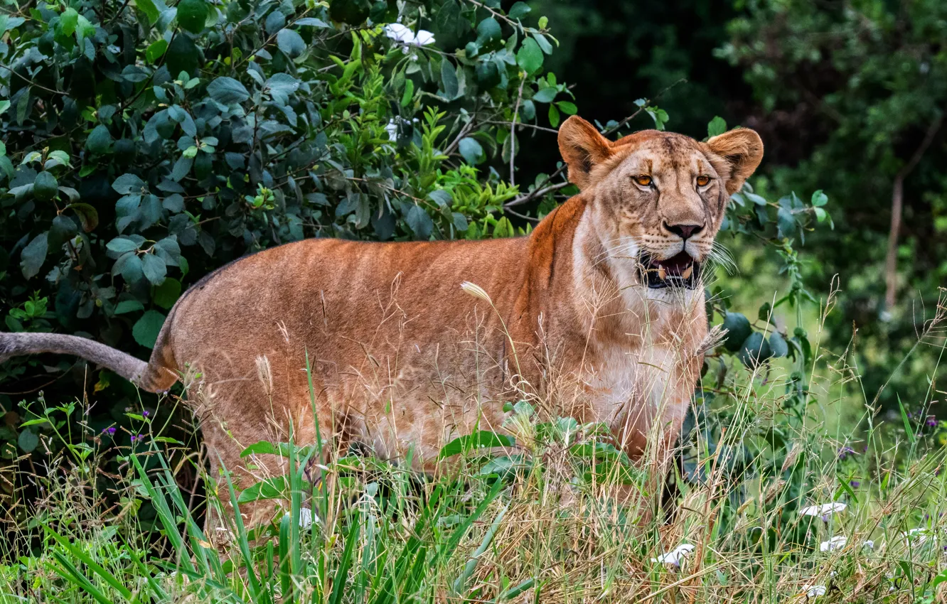 Photo wallpaper pose, look, foliage, nature, grass, lioness, the bushes