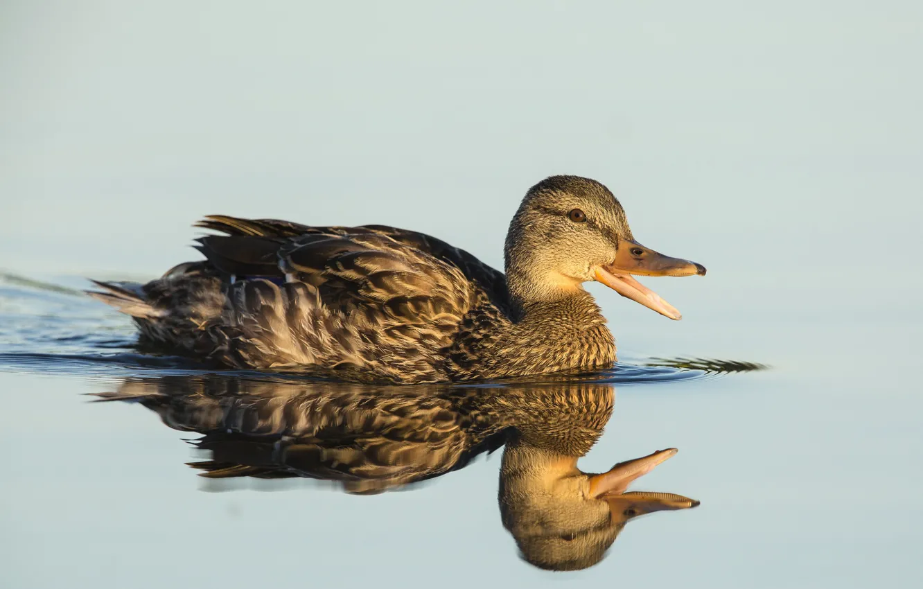 Photo wallpaper lake, reflection, duck, mallard