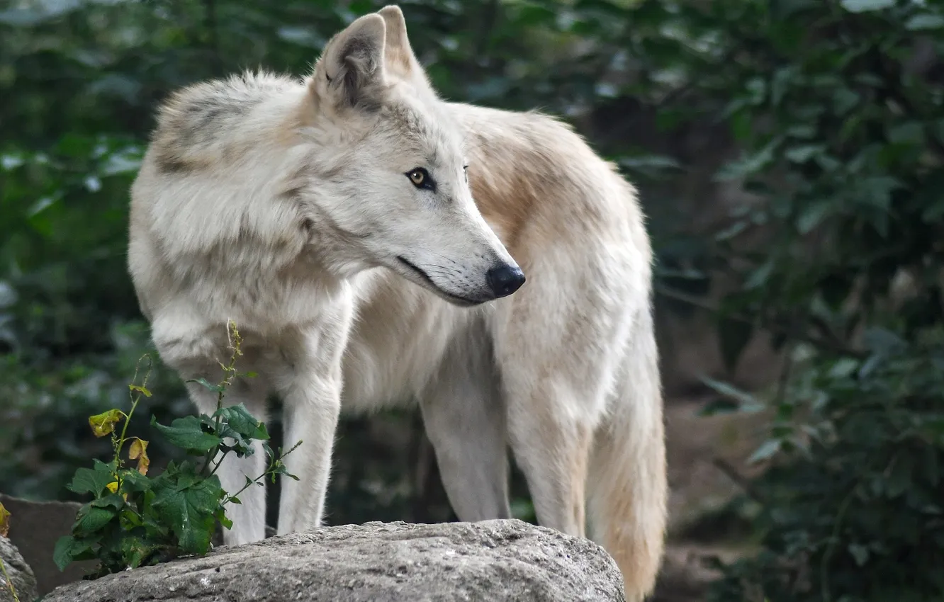 Photo wallpaper Predator, nature, snow, face, animal, wolf, canis lupus, wildlife