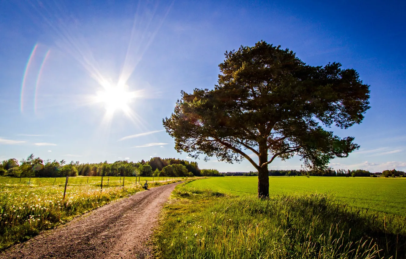 Photo wallpaper road, field, the sky, the sun, rays, trees