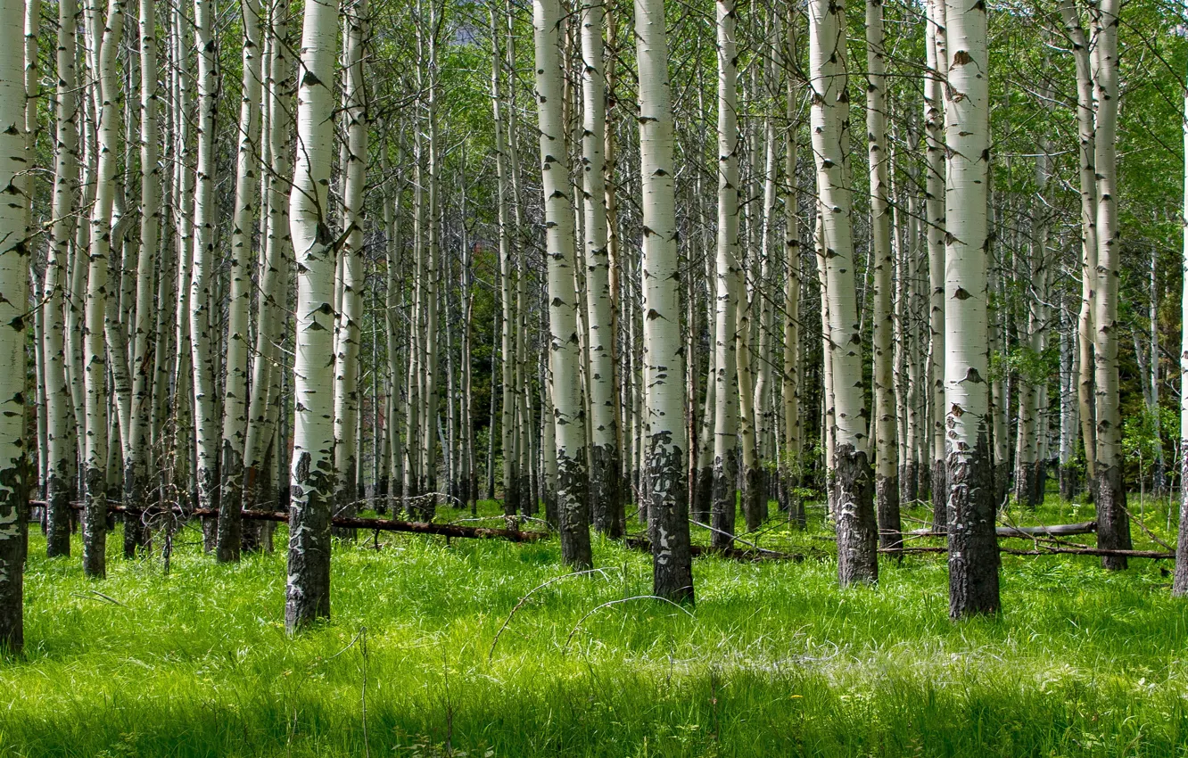 Photo wallpaper greens, forest, grass, trees, branches, nature, spring, trunk