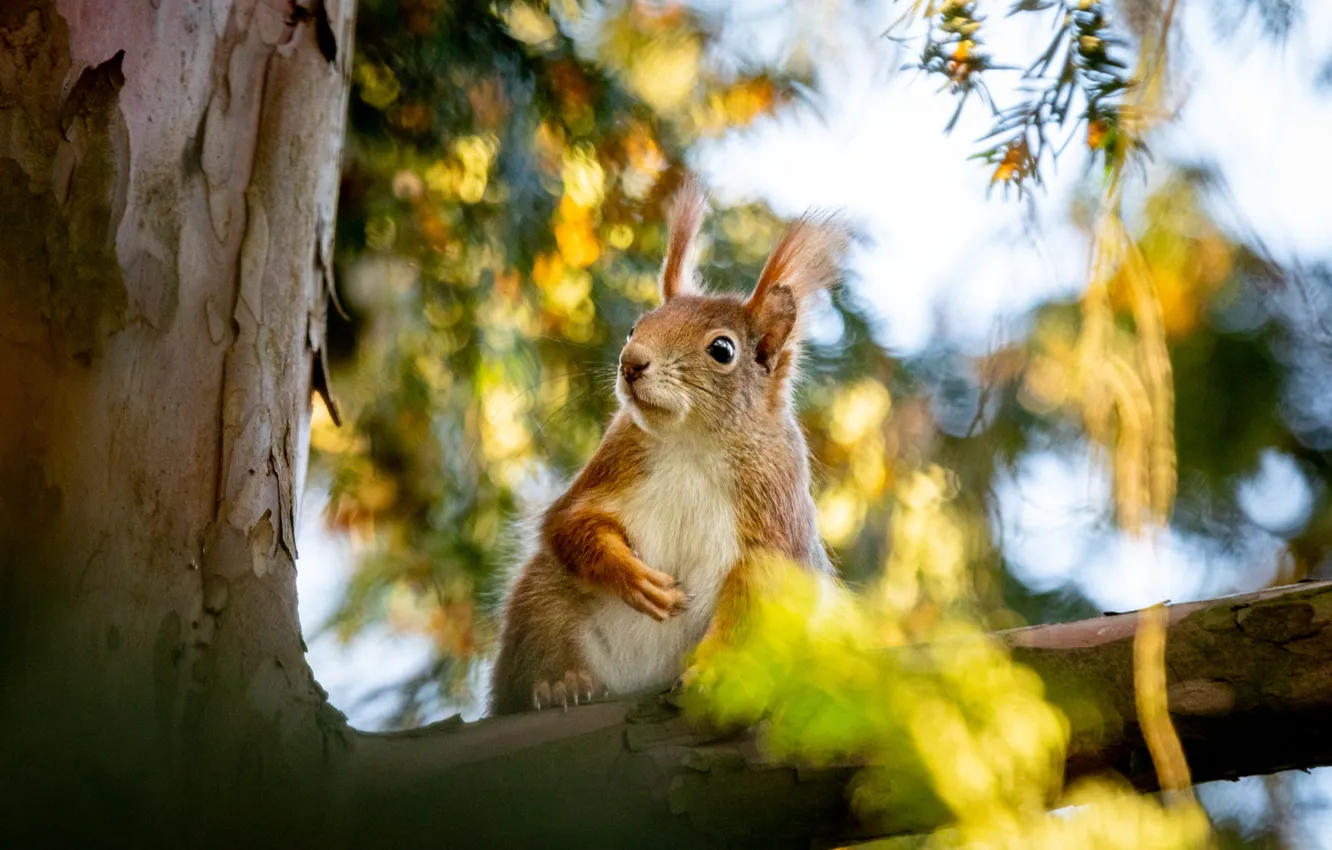 Photo wallpaper leaves, trees, branches, nature, protein, animal, rodent