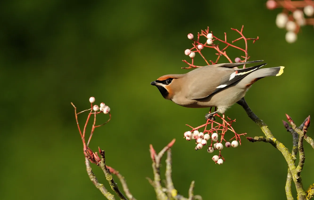 Photo wallpaper branches, berries, bird, fruit, green background, the Waxwing
