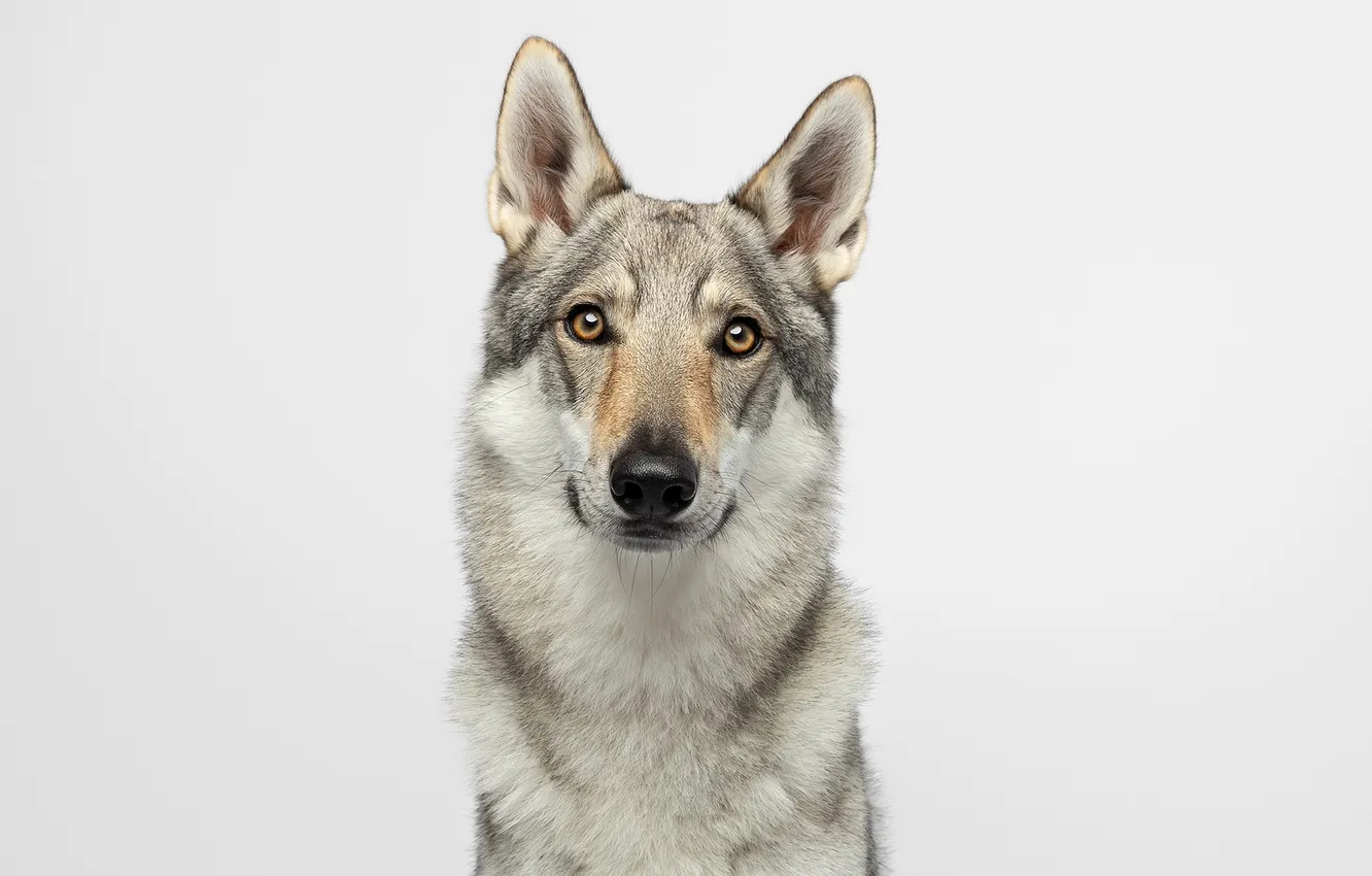Photo wallpaper background, each, dog