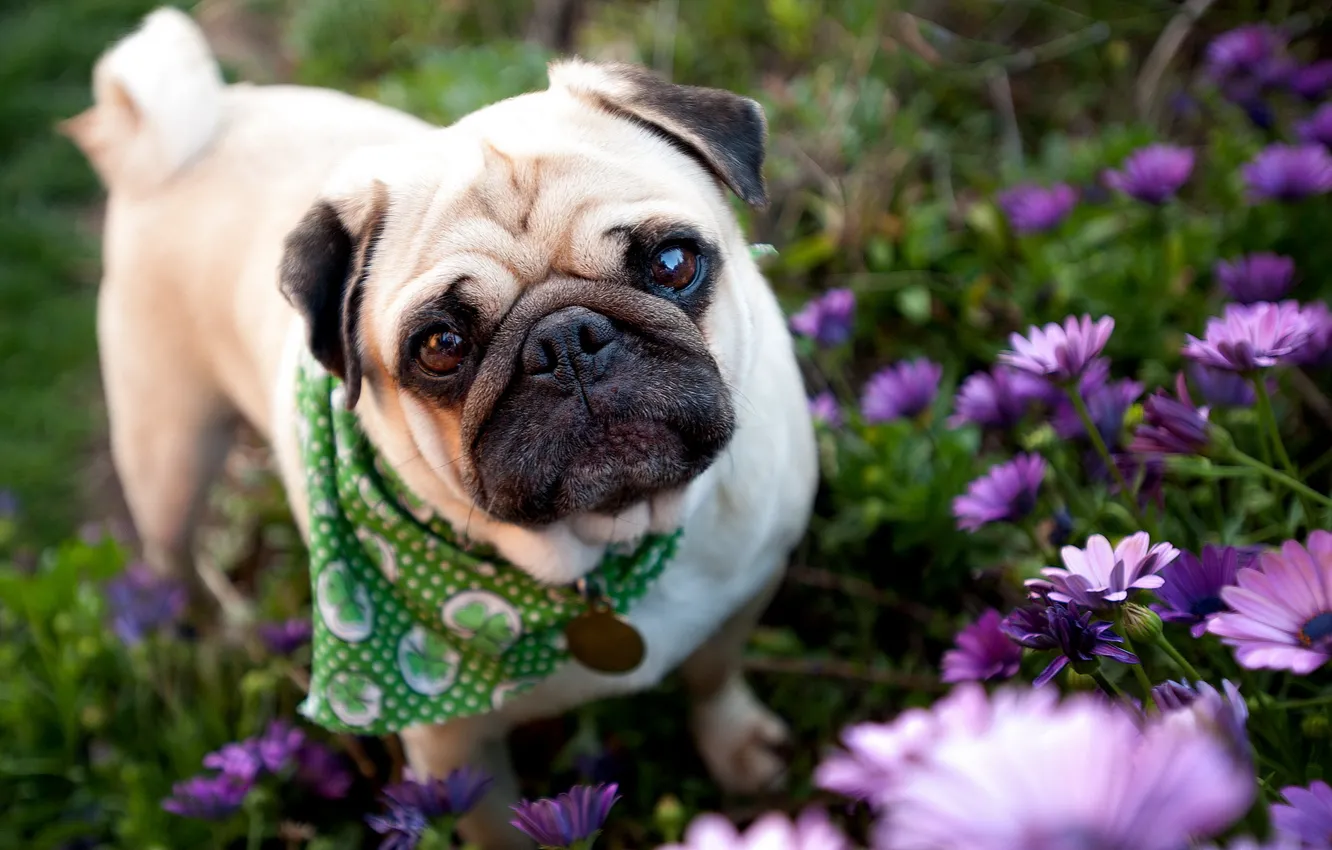 Photo wallpaper dog, garden, pug