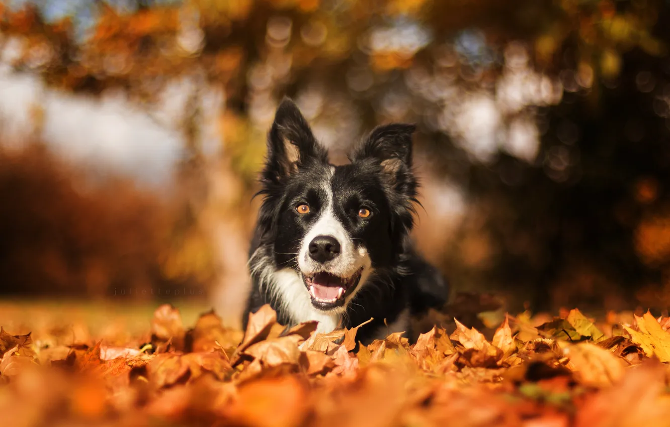 Photo wallpaper autumn, nature, dog