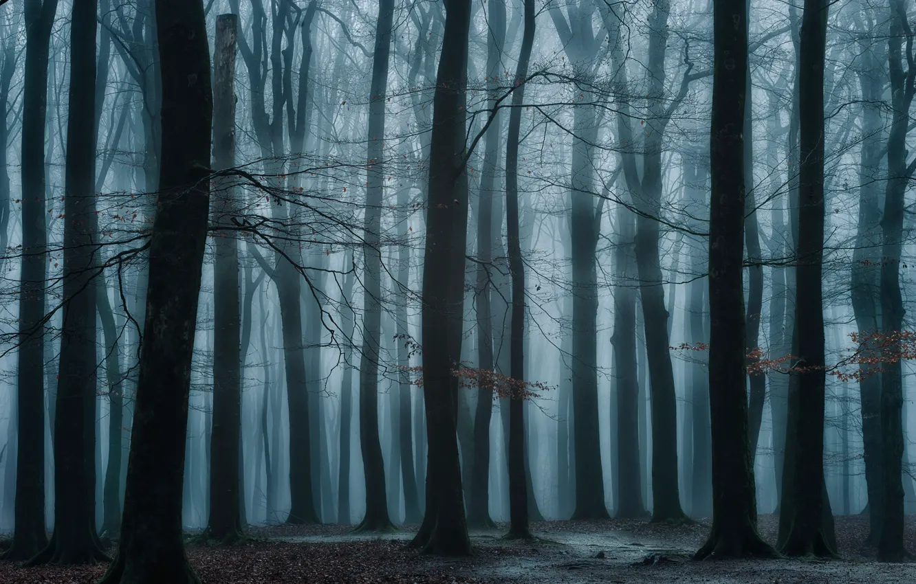 Photo wallpaper forest, trees, fog, Netherlands, Speulderbos