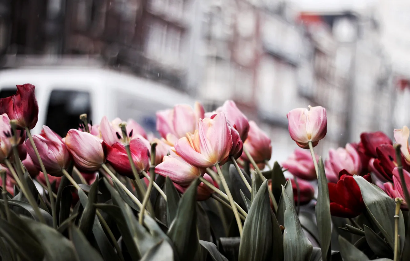 Photo wallpaper flowers, tulips, a lot