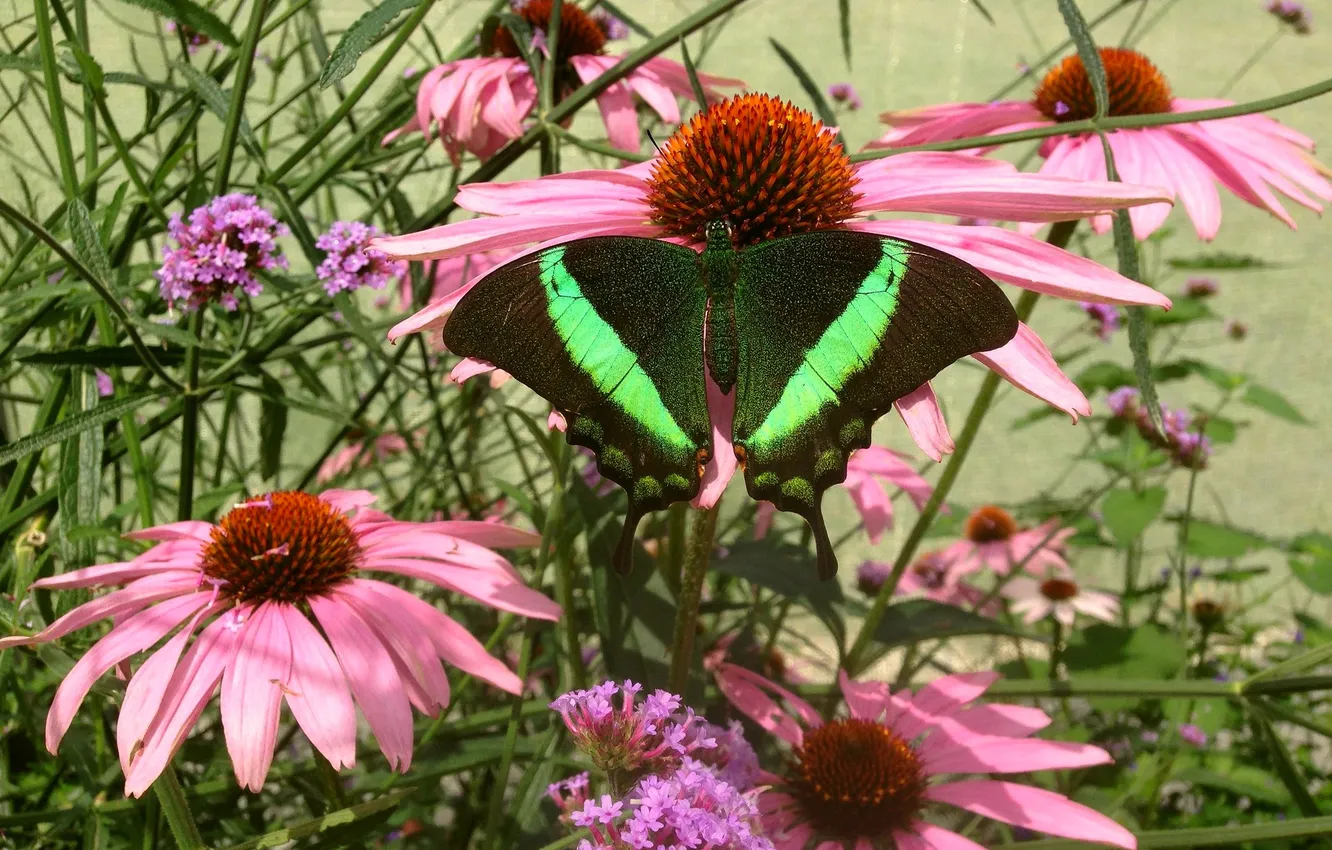 Photo wallpaper flowers, macro, butterfly, wings, beautiful, closeup