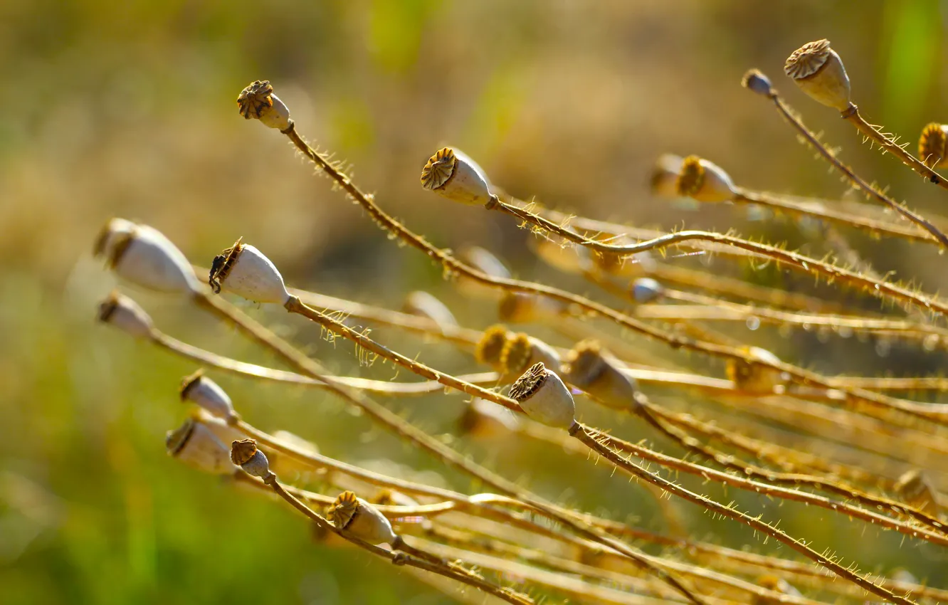 Photo wallpaper poppy, dry, twig