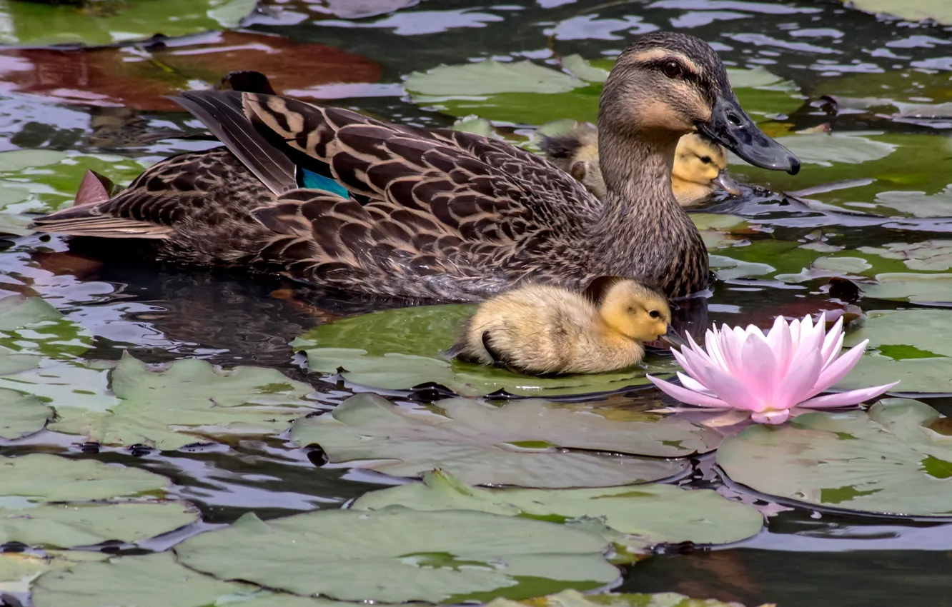Photo wallpaper flower, leaves, birds, ducklings, duck, Chicks, water Lily