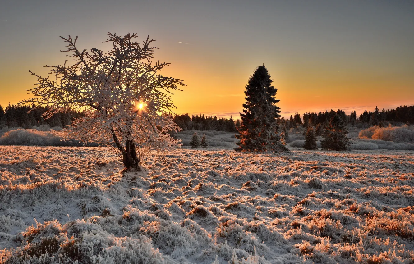 Photo wallpaper winter, frost, field, nature, tree, morning