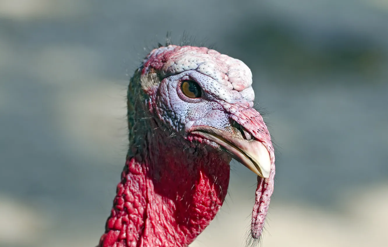 Photo wallpaper fear, head, Vulture