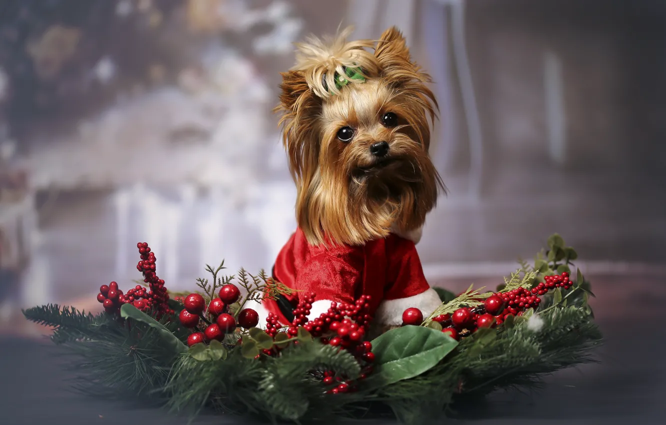 Photo wallpaper look, branches, red, berries, holiday, dog, Christmas, hairstyle