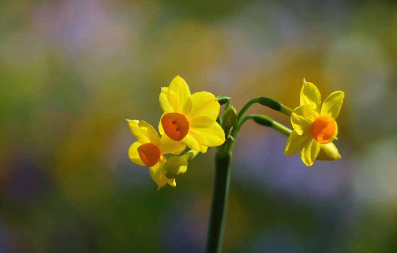 Photo wallpaper flowers, yellow, focus, spring, daffodils