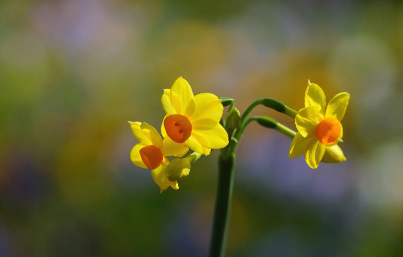 Photo wallpaper flower, yellow, focus, spring, Narcissus