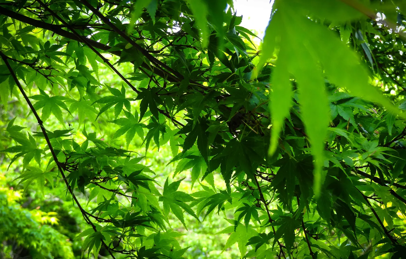 Photo wallpaper forest, leaves, macro, trees