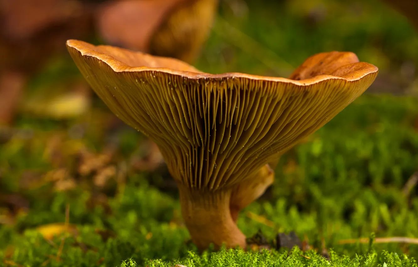 Photo wallpaper autumn, macro, mushroom, moss, focus, bokeh