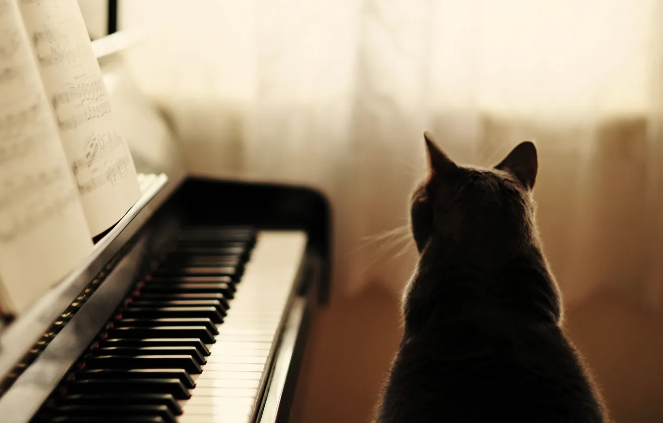 Photo wallpaper cat, cat, notes, grey, piano, sitting