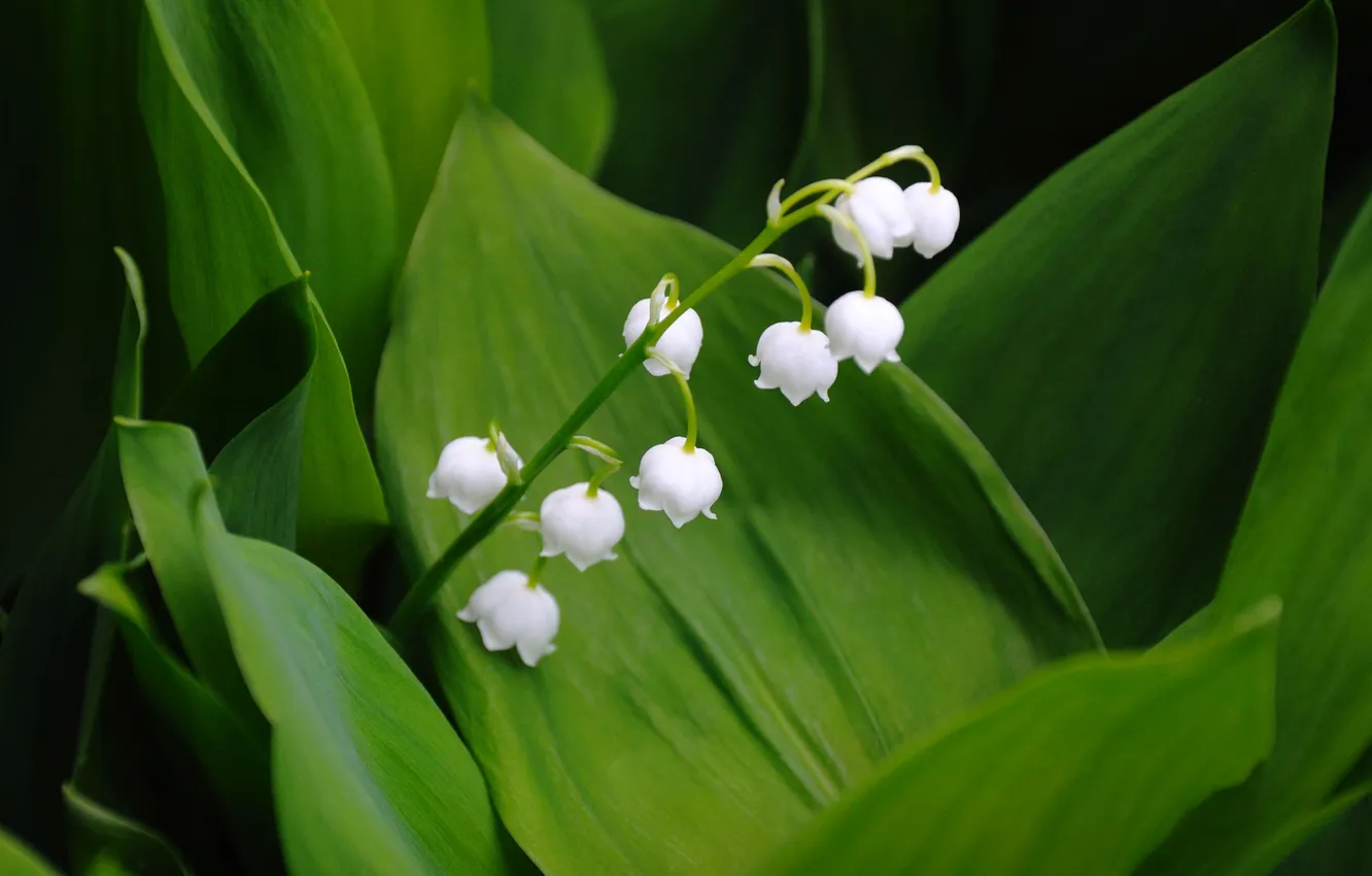 Photo wallpaper leaves, nature, lilies of the valley, inflorescence