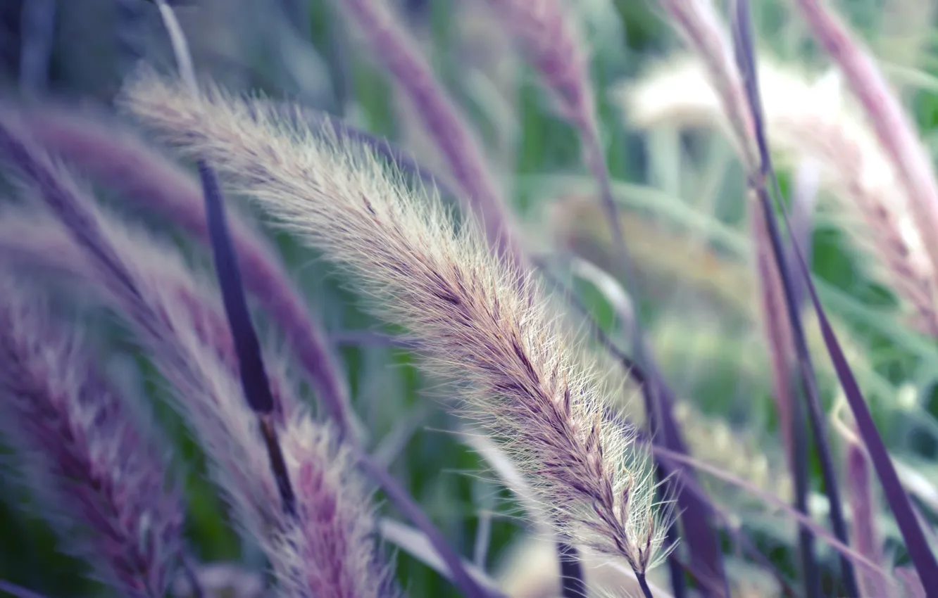 Photo wallpaper grass, macro, plant, spikelets