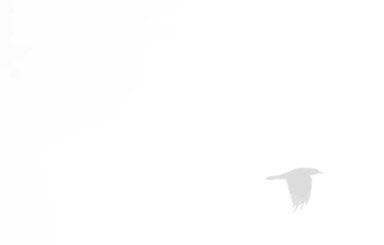 Photo wallpaper flight, background, bird, minimalism