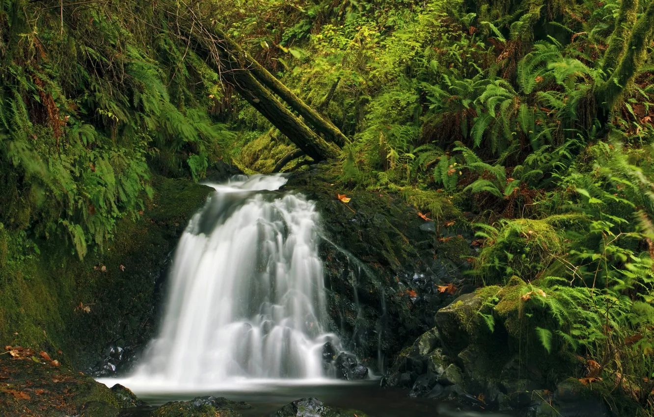 Photo wallpaper greens, forest, grass, stream, stones, waterfall, moss, USA