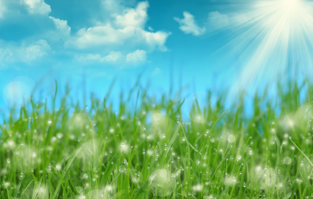 Photo wallpaper grass, the sun, rays, droplets, Rosa