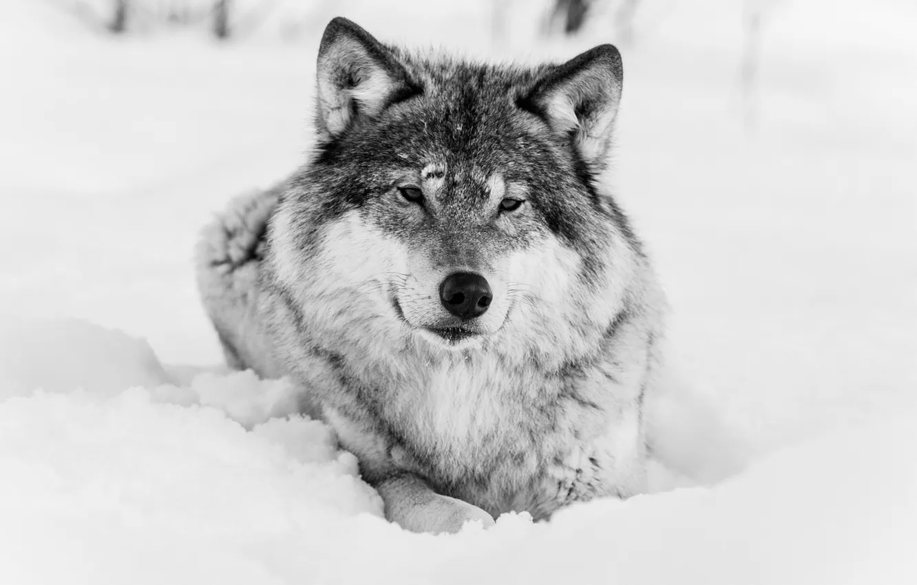 Photo wallpaper winter, face, wolf, predator, black and white