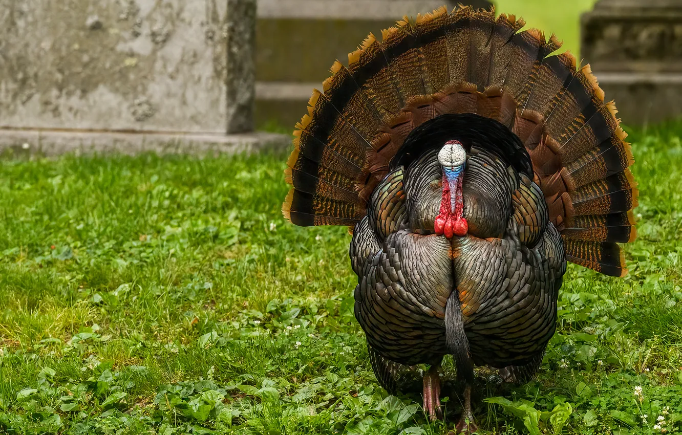 Photo wallpaper greens, wall, bird, glade, yard, tail, walk, turkeys