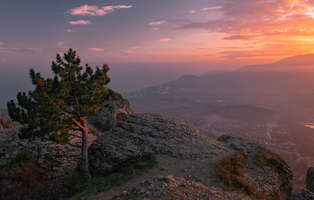 Photo wallpaper sunset, tree, Crimea, AI-Petri