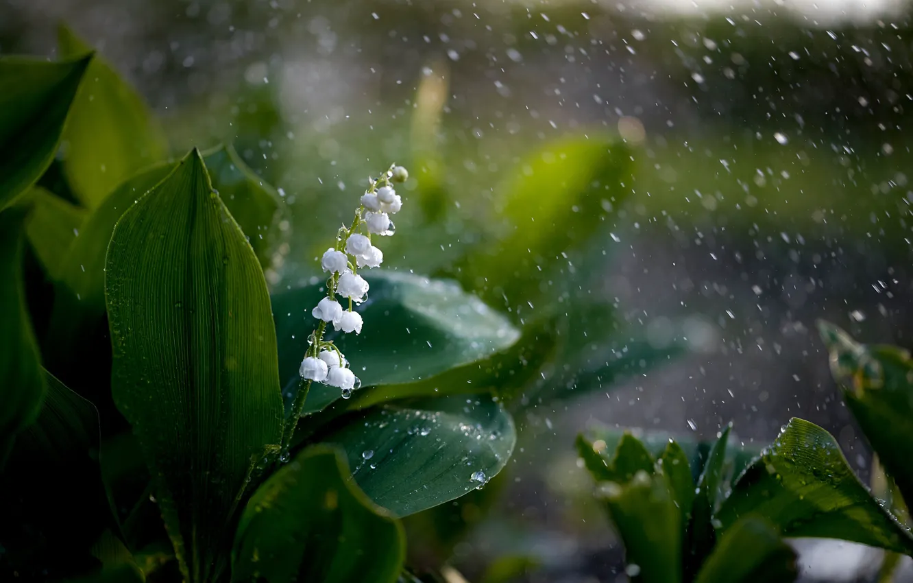 Photo wallpaper Lily of the valley, raindrops, Primula veris