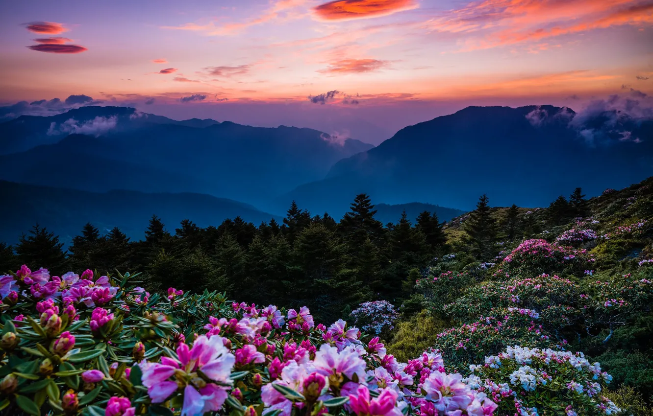 Photo wallpaper forest, the sky, clouds, landscape, sunset, flowers, mountains, blue