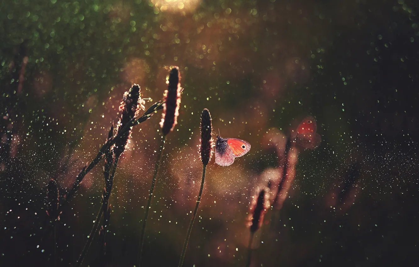 Photo wallpaper grass, drops, macro, light, butterfly, glare, butterfly, bokeh
