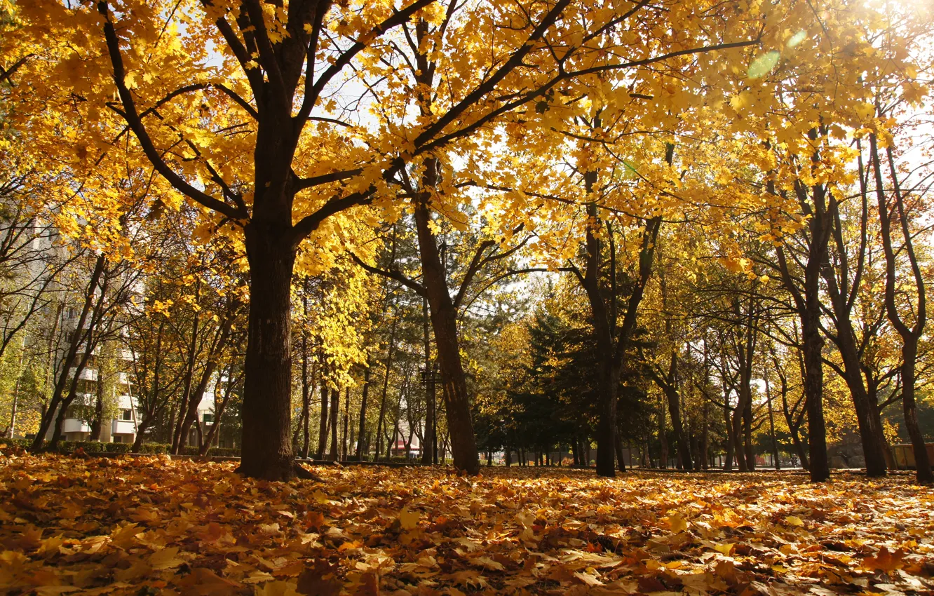 Photo wallpaper autumn, Park, Pyatigorsk