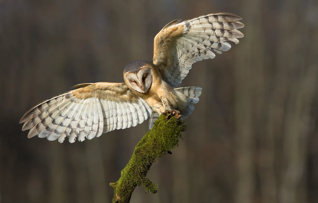 Photo wallpaper forest, branches, owl, bird, bitches, the barn owl, closed eyes, wingspan
