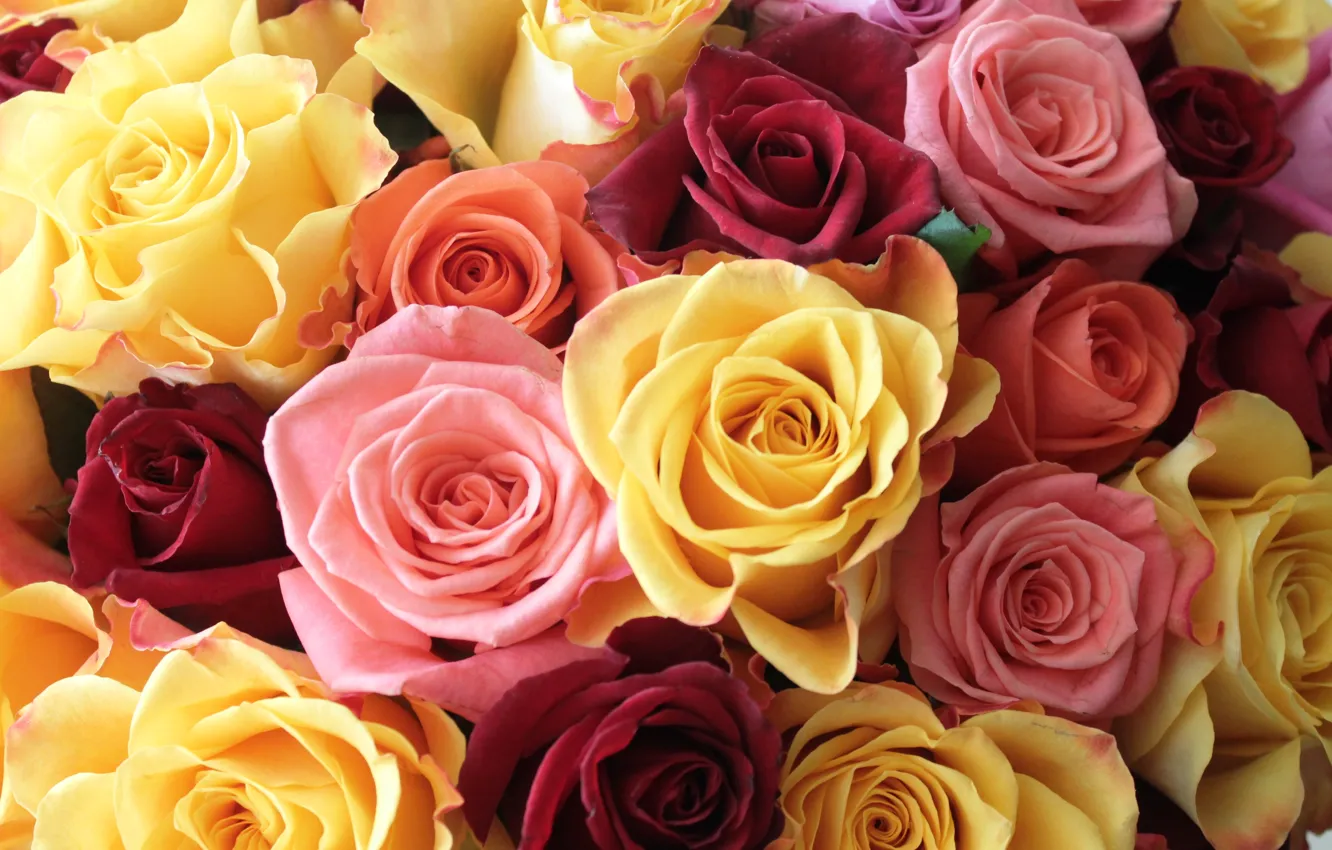 Photo wallpaper roses, bouquet, raznotsvet