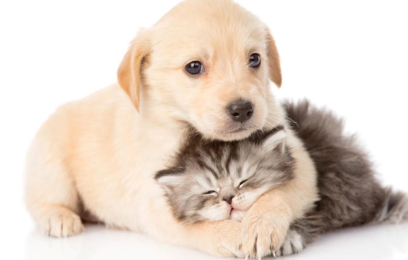 Photo wallpaper baby, puppy, kitty