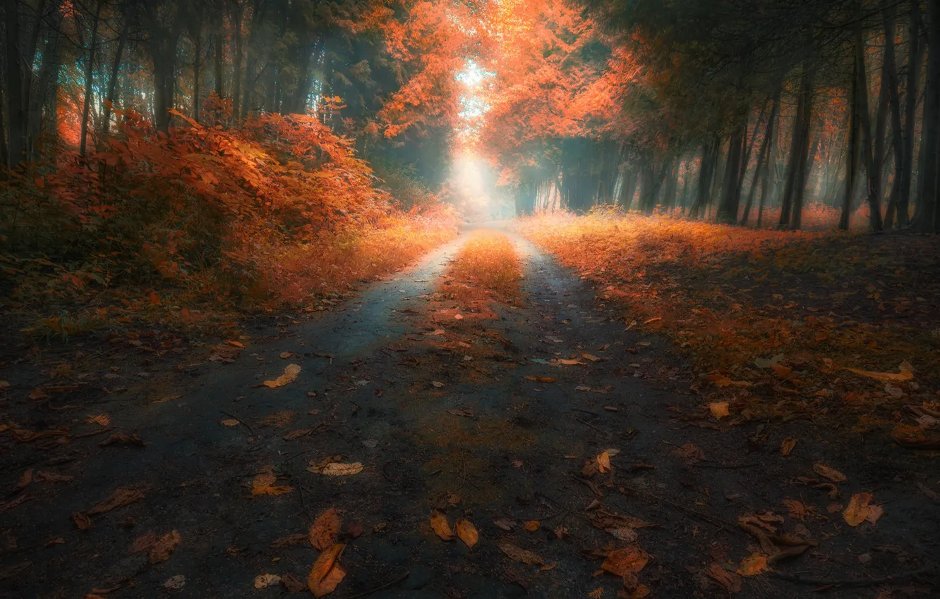 Photo wallpaper road, autumn, forest, leaves, trees, Slava Lucky